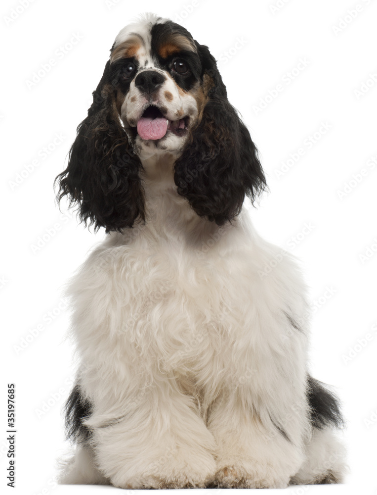 American Cocker Spaniel puppy, 6 months old, sitting American Cocker Spaniel puppy, 6 months old, sitting