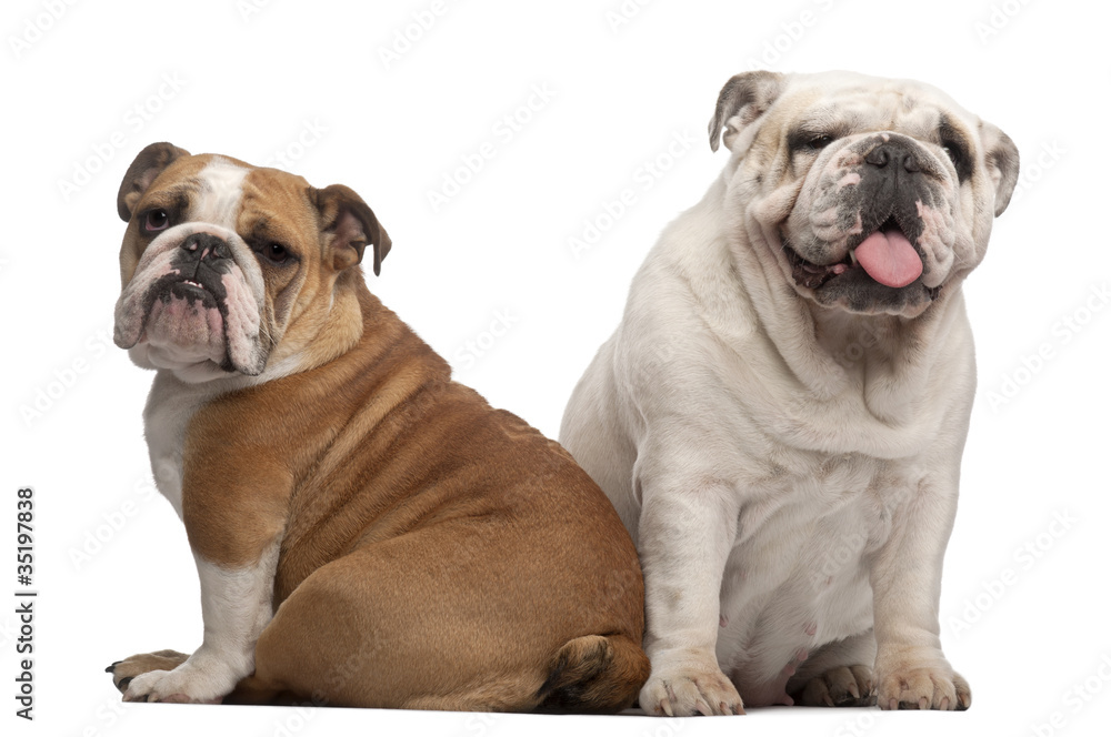 Fototapeta premium English Bulldogs, 2 years old and 7 months old