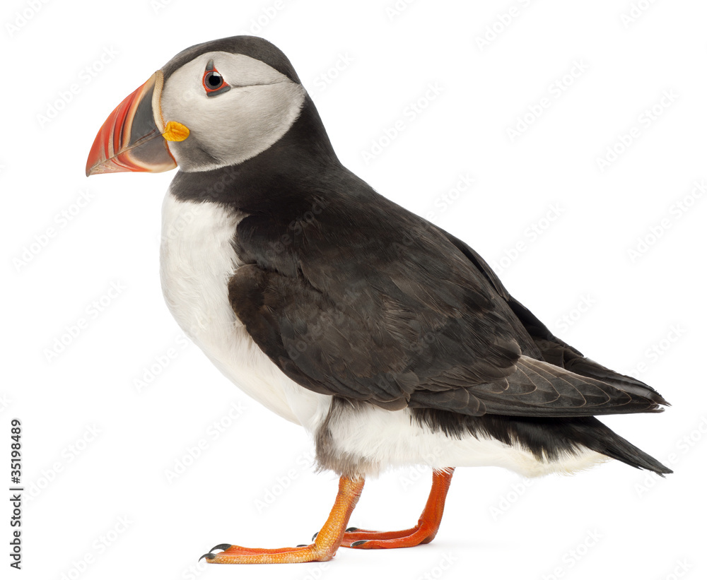 Obraz premium Atlantic Puffin or Common Puffin, Fratercula arctica