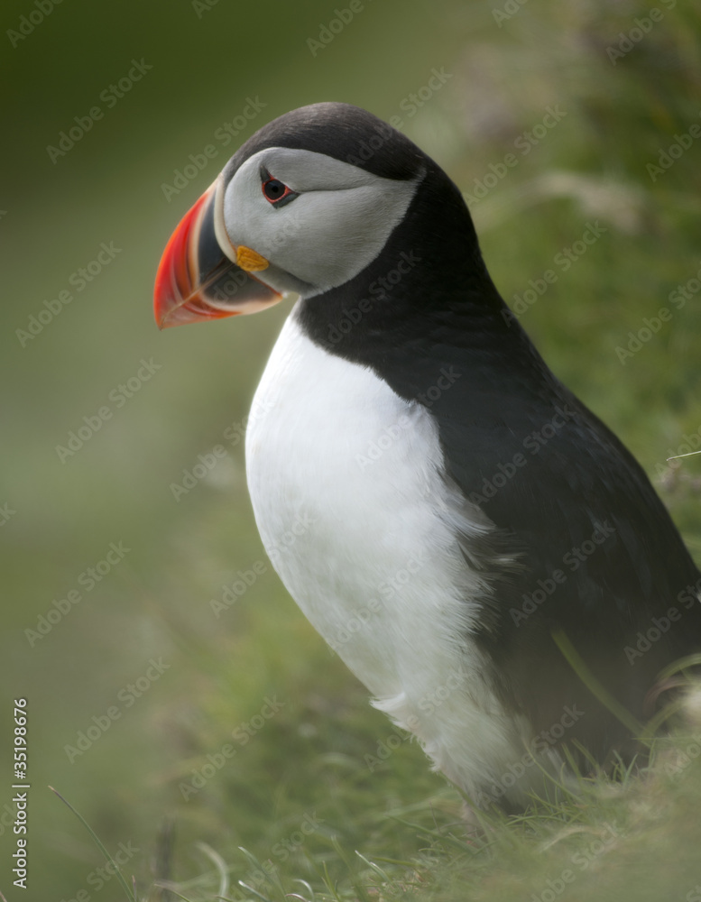 Atlantic Puffin or Common Puffin, Fratercula arctica, on Mykines Atlantic Puffin or Common Puffin, Fratercula arctica, on Mykines