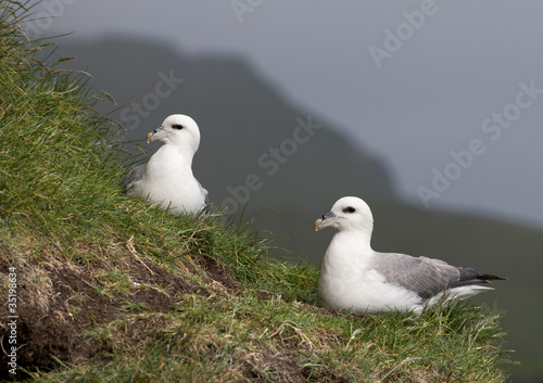 Seagulls on Mykines, Faroe Islands