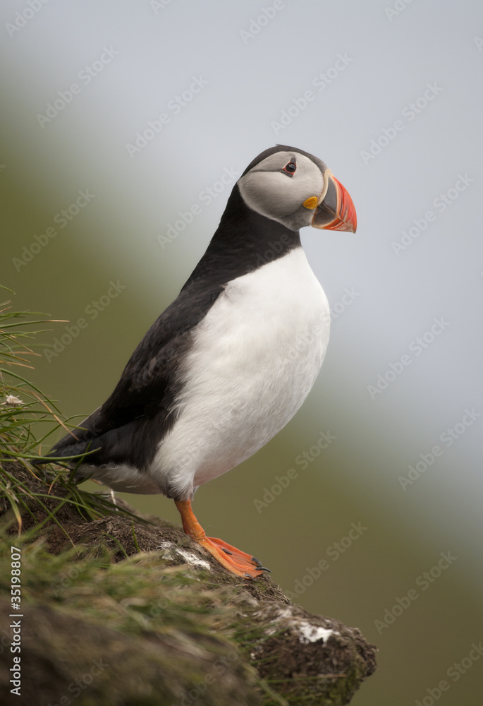 Atlantic Puffin or Common Puffin, Fratercula arctica, on Mykines Atlantic Puffin or Common Puffin, Fratercula arctica, on Mykines