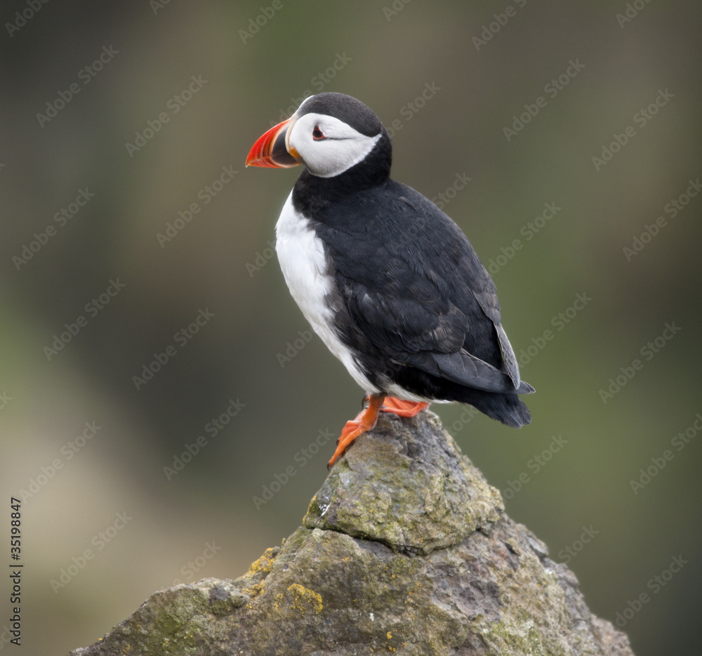 Atlantic Puffin or Common Puffin, Fratercula arctica, on Mykines Atlantic Puffin or Common Puffin, Fratercula arctica, on Mykines