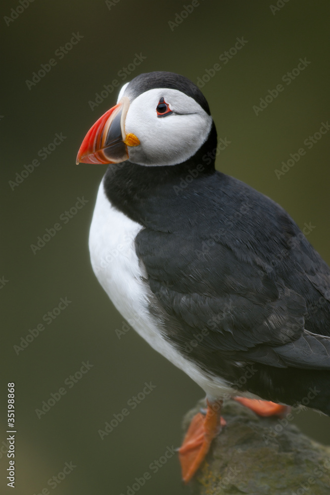Fototapeta premium Atlantic Puffin or Common Puffin, Fratercula arctica, on Mykines