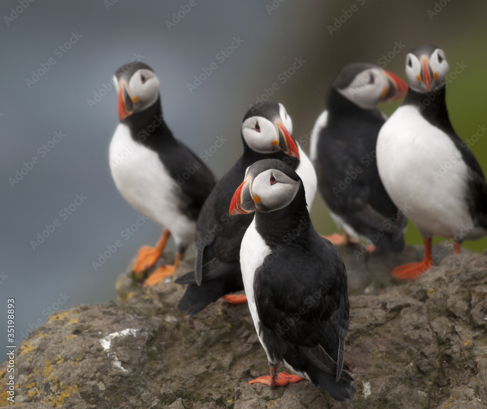 Obraz premium Atlantic Puffin or Common Puffin, Fratercula arctica, on Mykines