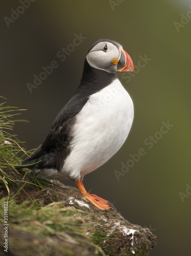 Atlantic Puffin or Common Puffin  Fratercula arctica  on Mykines
