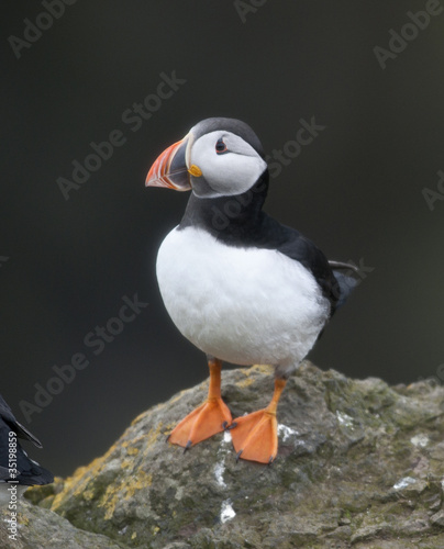 Atlantic Puffin or Common Puffin, Fratercula arctica, on Mykines