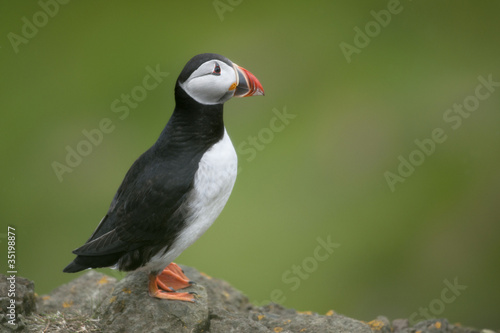 Atlantic Puffin or Common Puffin  Fratercula arctica  on Mykines