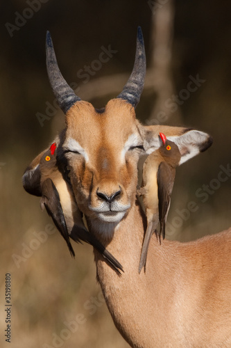 A young impala ram with two red-billed oxpeckers photo