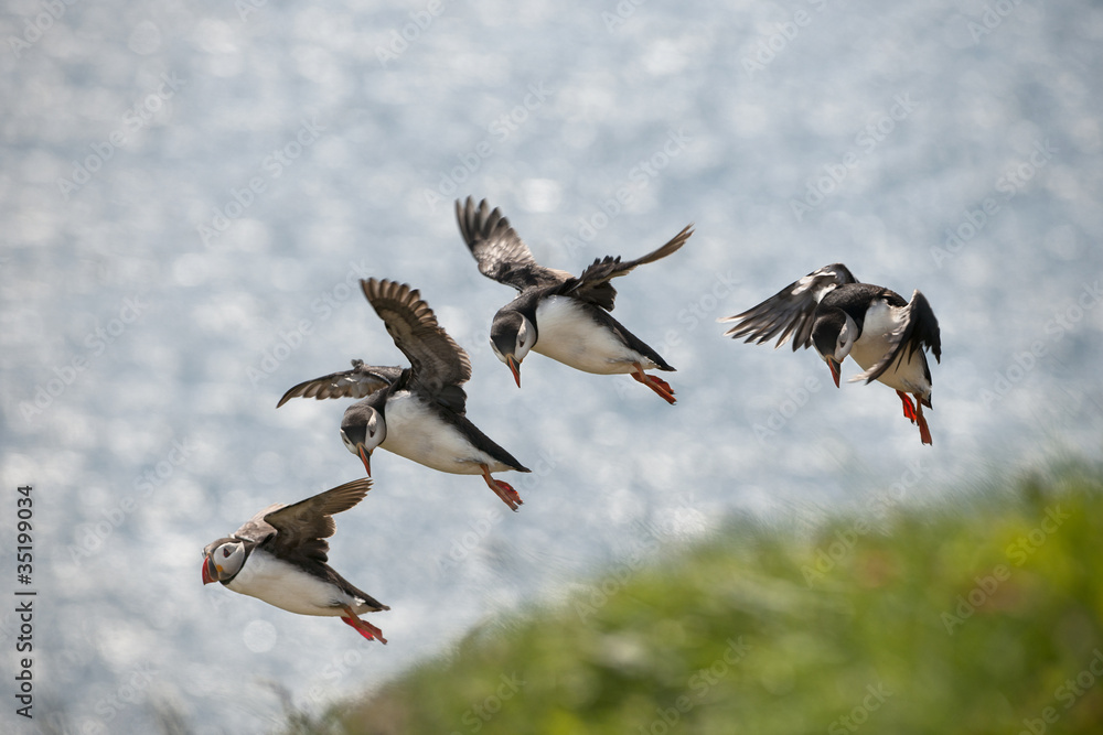 Atlantic Puffin or Common Puffin, Fratercula arctica Atlantic Puffin or Common Puffin, Fratercula arctica