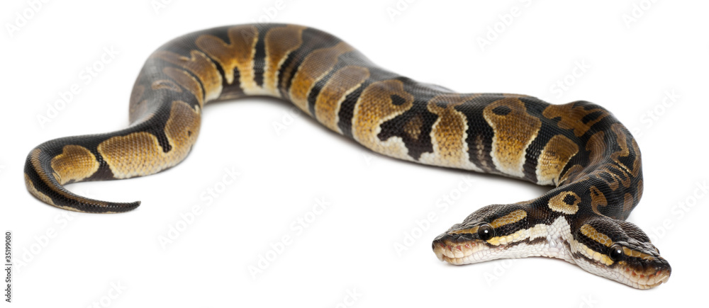 Obraz premium Two headed Royal Python or Ball Python, Python Regius