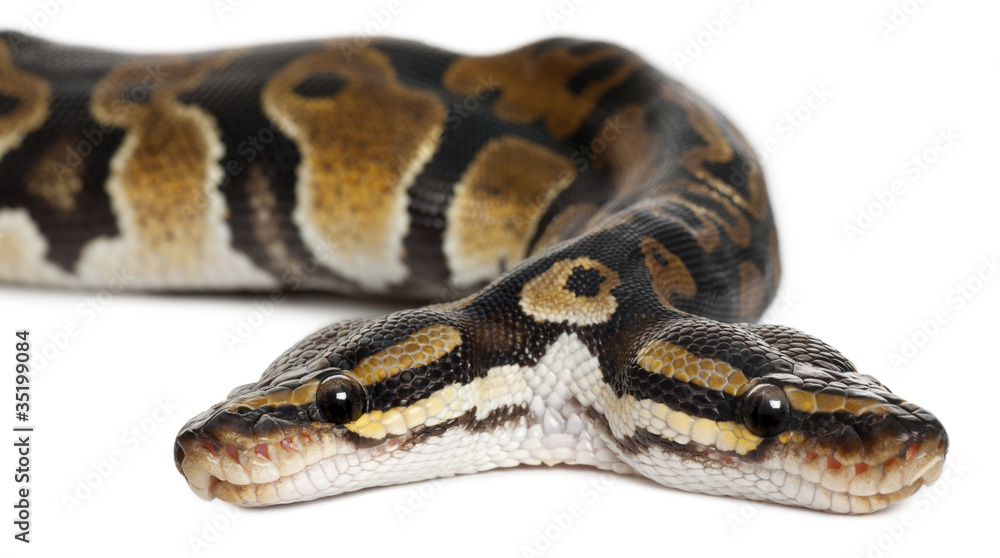 Obraz premium Close-up of Two headed Royal Python or Ball Python