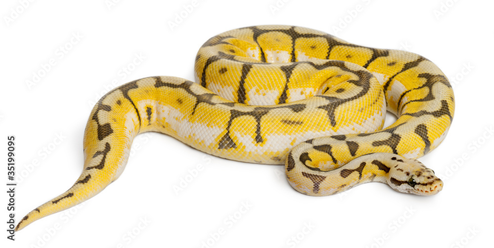 Female Killerbee Royal python, ball python, Python regius Female Killerbee Royal python, ball python, Python regius