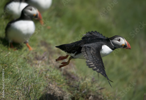Atlantic Puffin or Common Puffin, Fratercula arctica © Eric Isselée