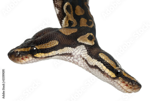 Close-up of Two headed Royal Python or Ball Python