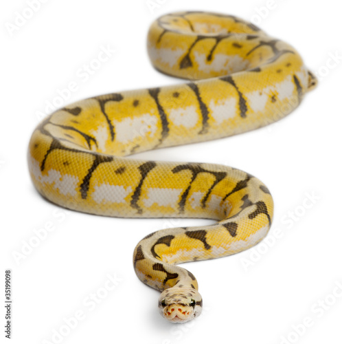 Female Killerbee Royal python, ball python, Python regius © Eric Isselée