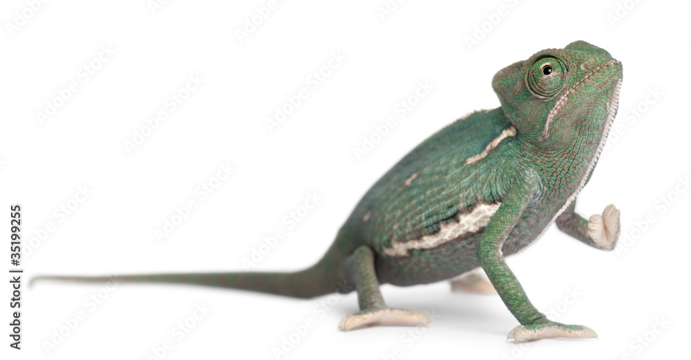 Fototapeta premium Young veiled chameleon, Chamaeleo calyptratus