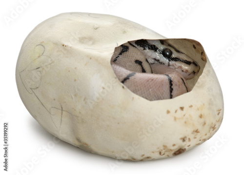 Royal Python in his egg, ball python, Python regius