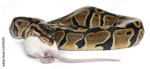 Python Royal python eating a mouse, ball python, Python regius photo