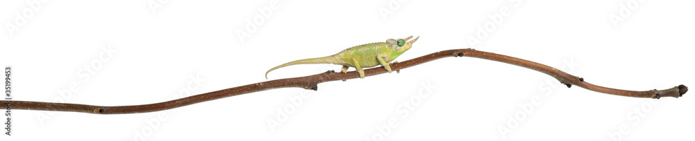 Naklejka premium Mt. Meru Jackson's Chameleon, Chamaeleo jacksonii merumontanus