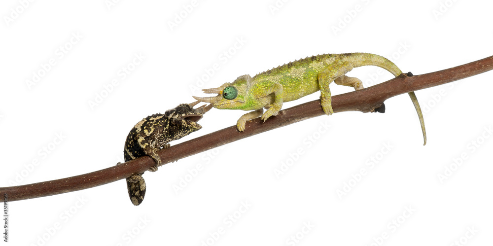 Two Mt. Meru Jackson's Chameleons Two Mt. Meru Jackson's Chameleons