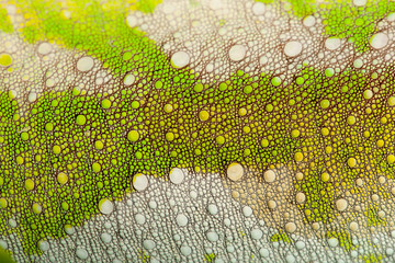 Handdoek met foto Kameleon Vierhoornkameleon huiddetail in macro  © Eric Isselée