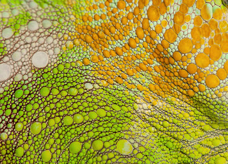 Handdoek met foto Kameleon Vierhoornkameleon huid textuur macro  © Eric Isselée