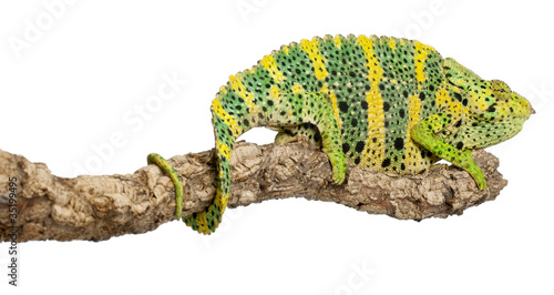 Meller's Chameleon, Giant One-horned Chameleon photo