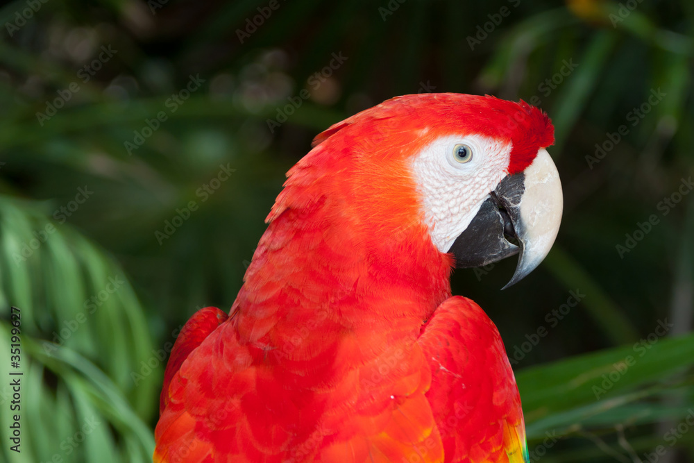 Ara parrot portrait