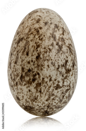 House Sparrow egg, Passer domesticus