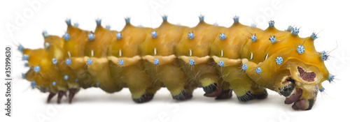 Caterpillar of the Giant Peacock Moth, Saturnia pyri