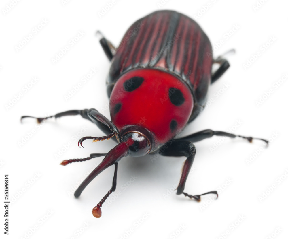Female Red palm weevil, Rhynchophorus ferrugineus, 3 weeks old Female Red palm weevil, Rhynchophorus ferrugineus, 3 weeks old