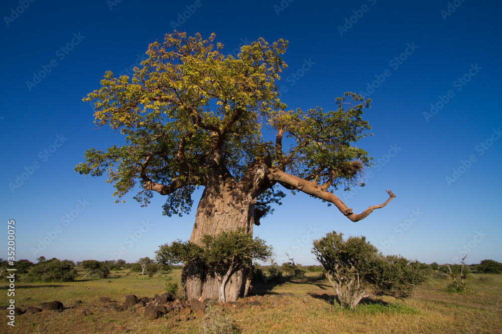 A massive baobab tree
