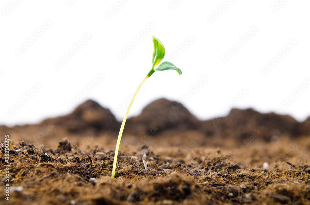 Green seedlings in new life concept Green seedlings in new life concept