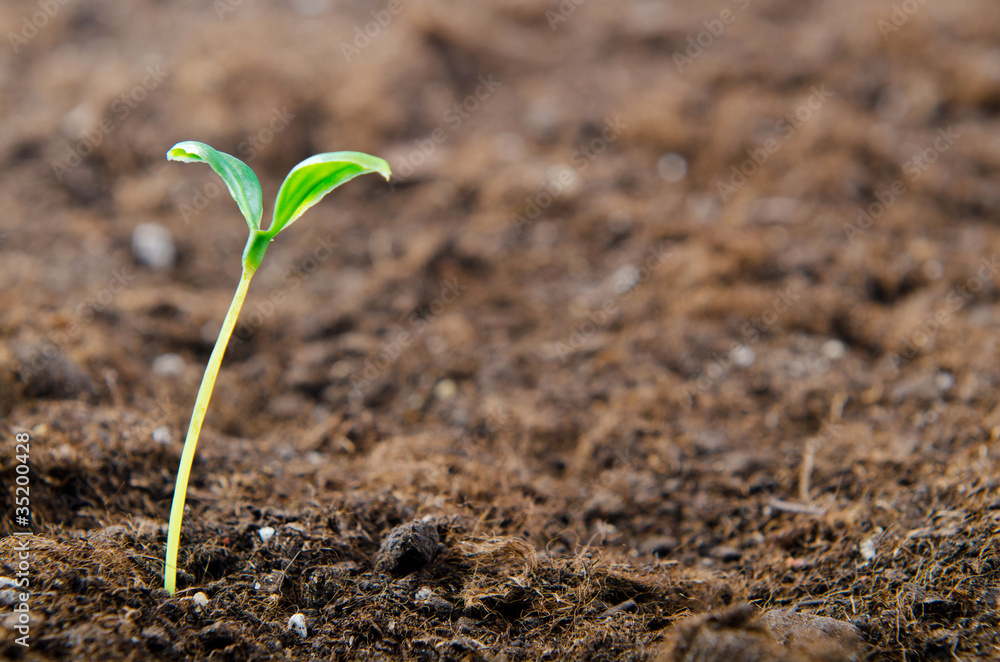 Green seedlings in new life concept Green seedlings in new life concept