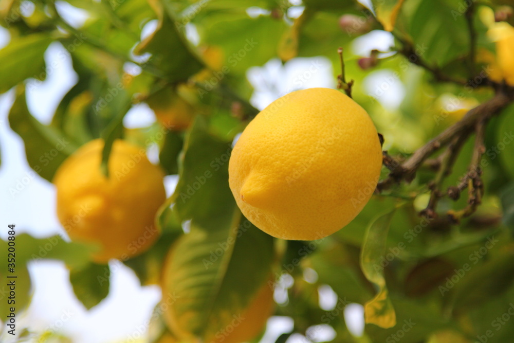Lemon on the tree showing its tip