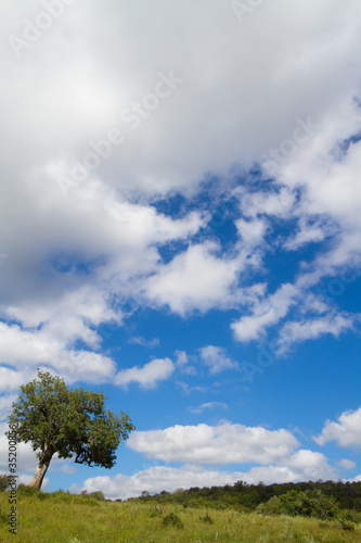 A tree with a cloudy back ground and blue skies