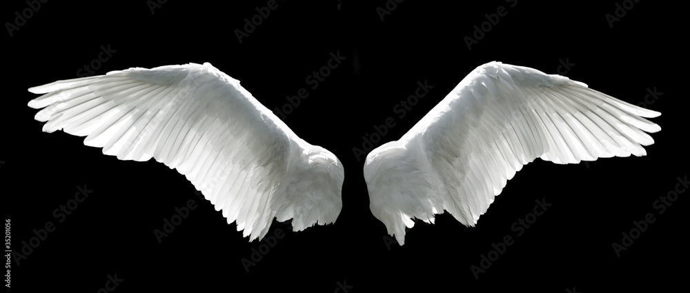 Angel wings isolated on the black background - obrazy, fototapety, plakaty 