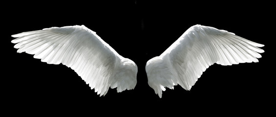 Angel wings isolated on the black background