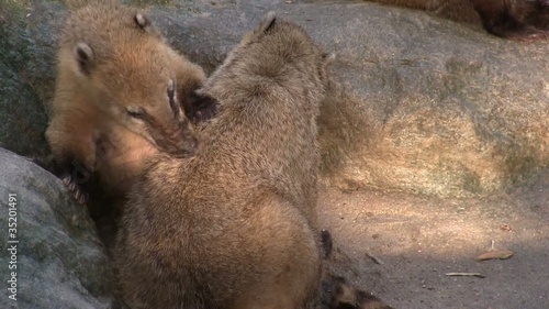 アカハナグマのじゃれ合い photo