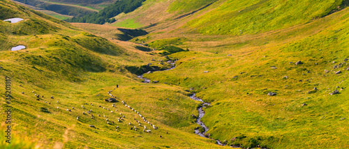 Summer panorama flocks of sheep in the mountains