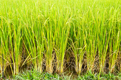 Early growth of rice farms to bright green.