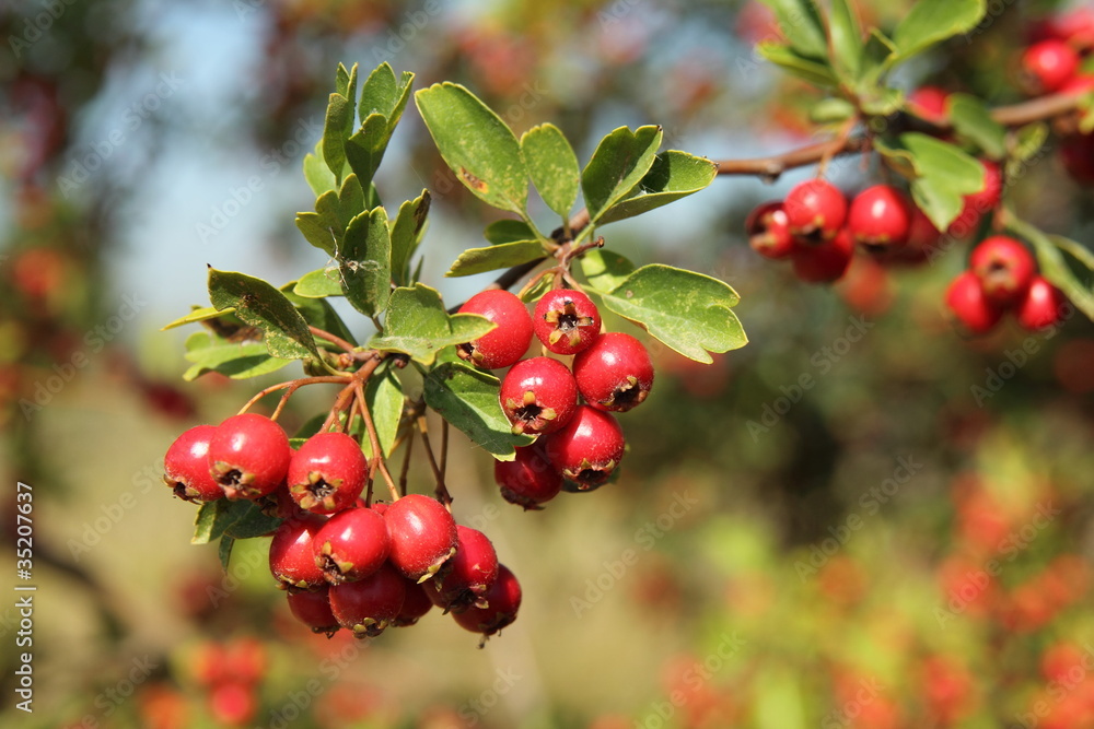 Majuelo. Crataegus monogyna.