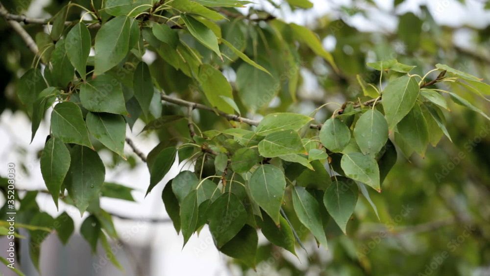 Branch of a tree with green leaves Branch of a tree with green leaves