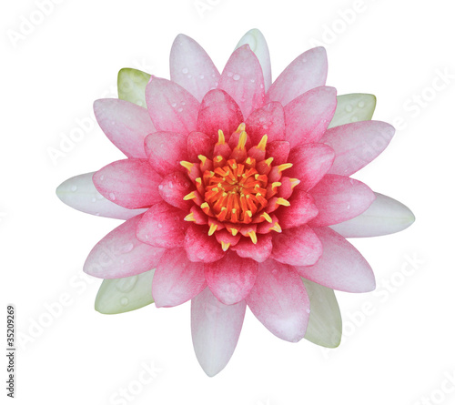 pink lotus (Water Lily) on white background © seaskylab