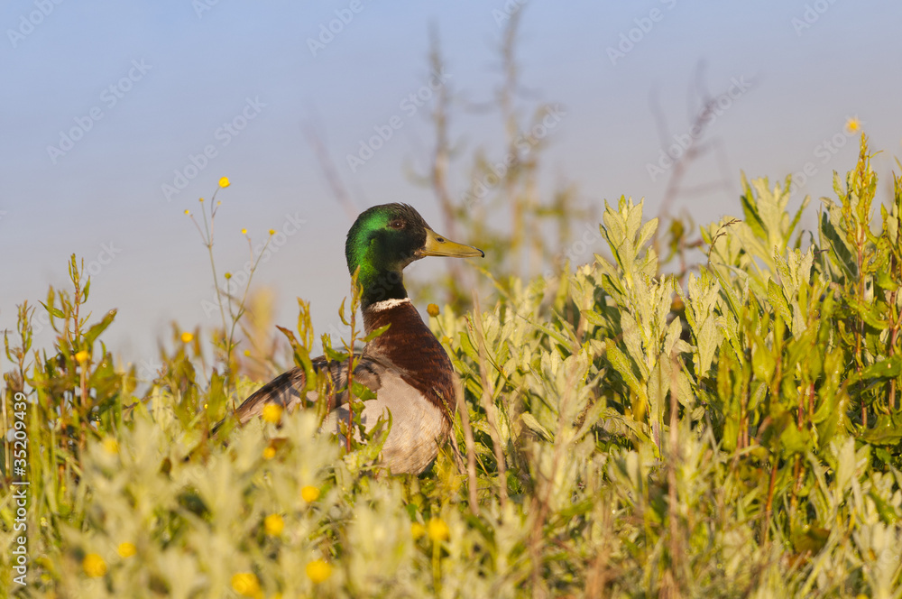 Obraz premium Canard colvert sur les berges de l'étang