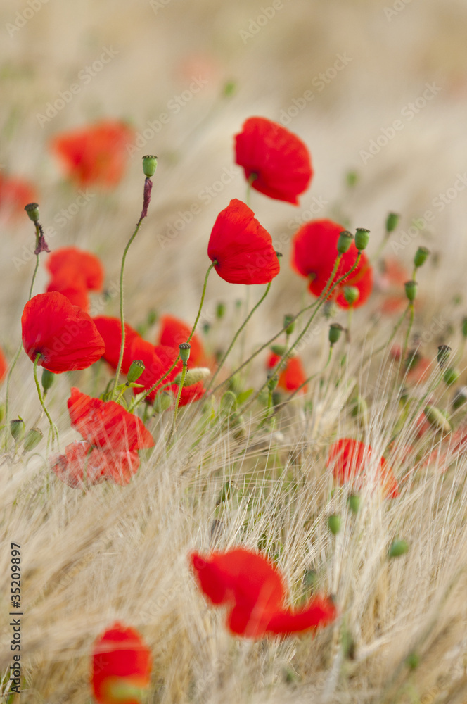 Naklejka premium Coquelicots (Papaver rhoeas)dans un champ de céréales (blé /