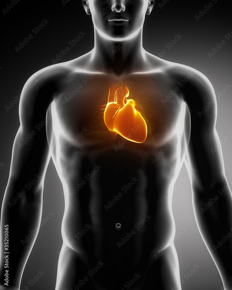 Human heart glowing in chest Human heart glowing in chest