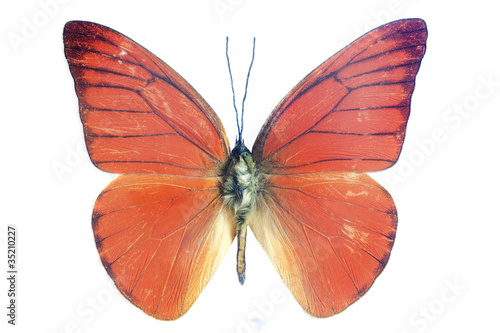 Photography bright orange butterfly