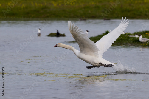 Envol de cygne tuberculé (Cygnus olor)